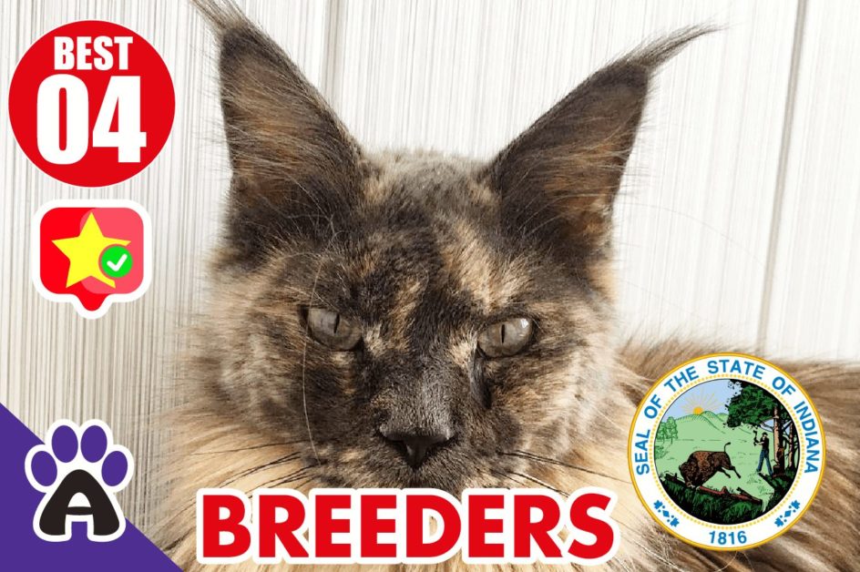 Best 4 Reviewed Maine Coon Breeders In Indiana 2021 | Maine Coon Kittens For Sale in IN
