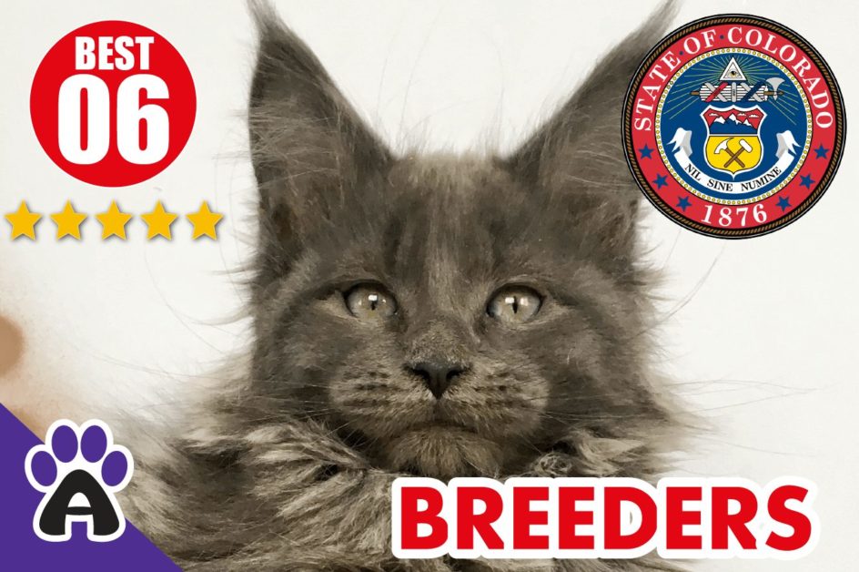 Best 6 Reviewed Maine Coon Breeders In Colorado 2021 | Maine Coon Kittens For Sale in CO