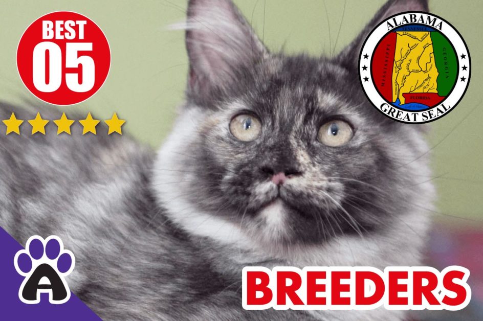 Best 5 Reviewed Maine Coon Breeders In Alabama 2021 | Maine Coon Kittens For Sale in AL