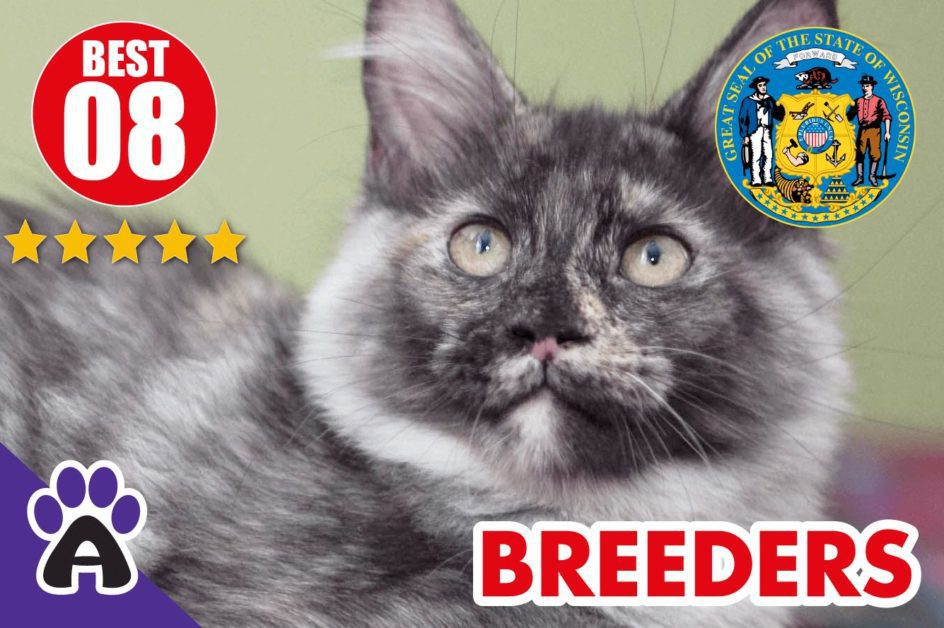 Best 8 Reviewed Maine Coon Breeders In Wisconsin 2021 | Maine Coon Kittens For Sale in WI