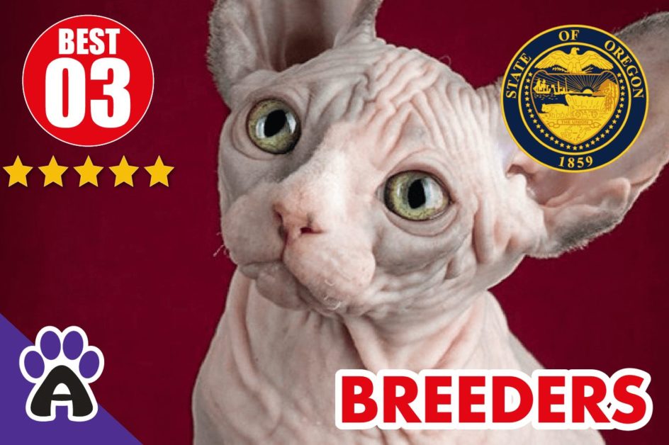 Best 3 Reviewed Sphynx Breeders In Oregon 2021 | Sphynx Kittens For Sale in OR