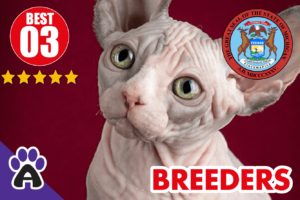 Best 3 Reviewed Sphynx Breeders In Michigan 2021 | Sphynx Kittens For Sale in MI