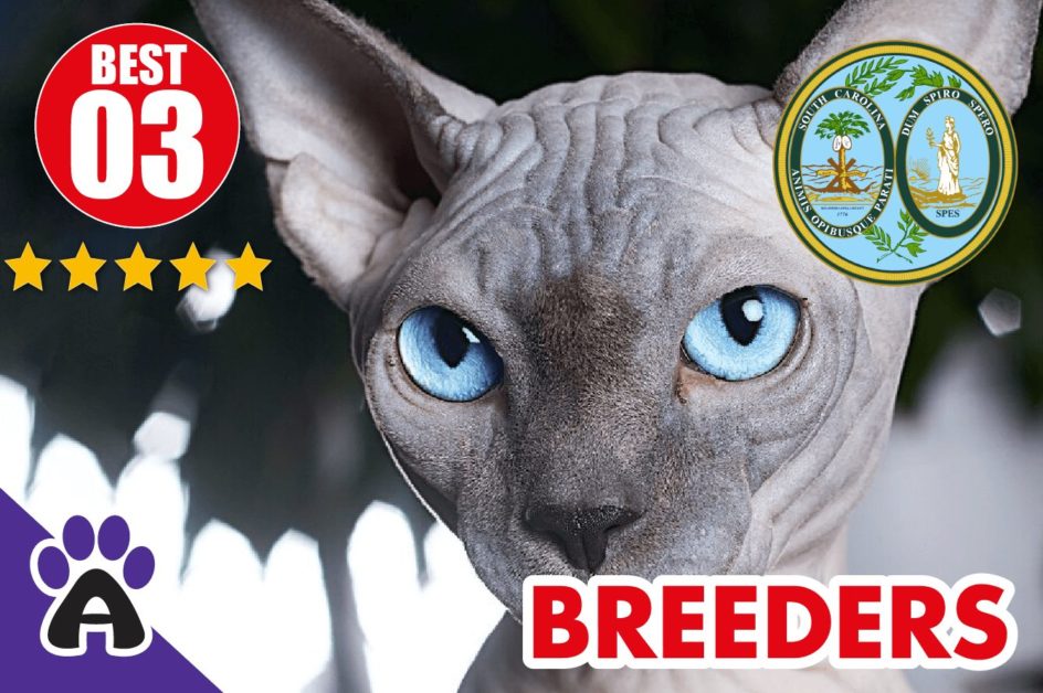 Best 3 Reviewed Sphynx Breeders In South Carolina 2021 | Sphynx Kittens For Sale in SC