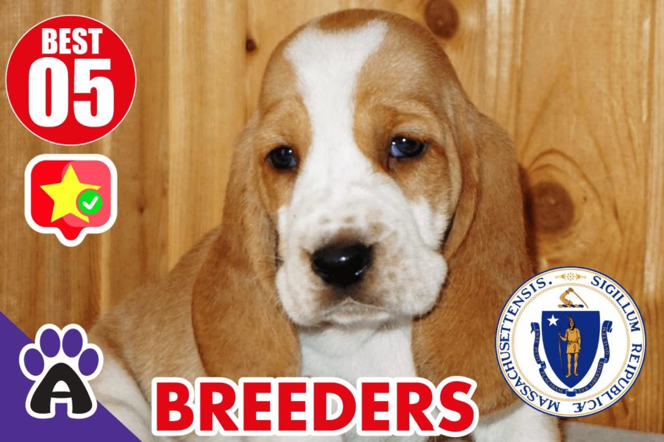 Best 5 Reviewed Basset Hound Breeders In Massachusetts 2021 | Basset Hound Puppies For Sale in MA