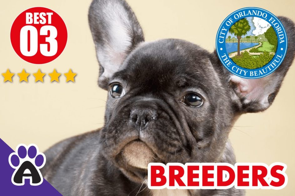 Best 3 Reviewed French Bulldog Breeders In Orlando 2021 | French Bulldog Puppies For Sale in Orlando