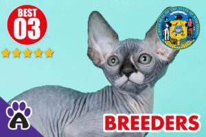 Best 3 Reviewed Sphynx Breeders In Wisconsin 2021 | Sphynx Kittens For Sale in WI