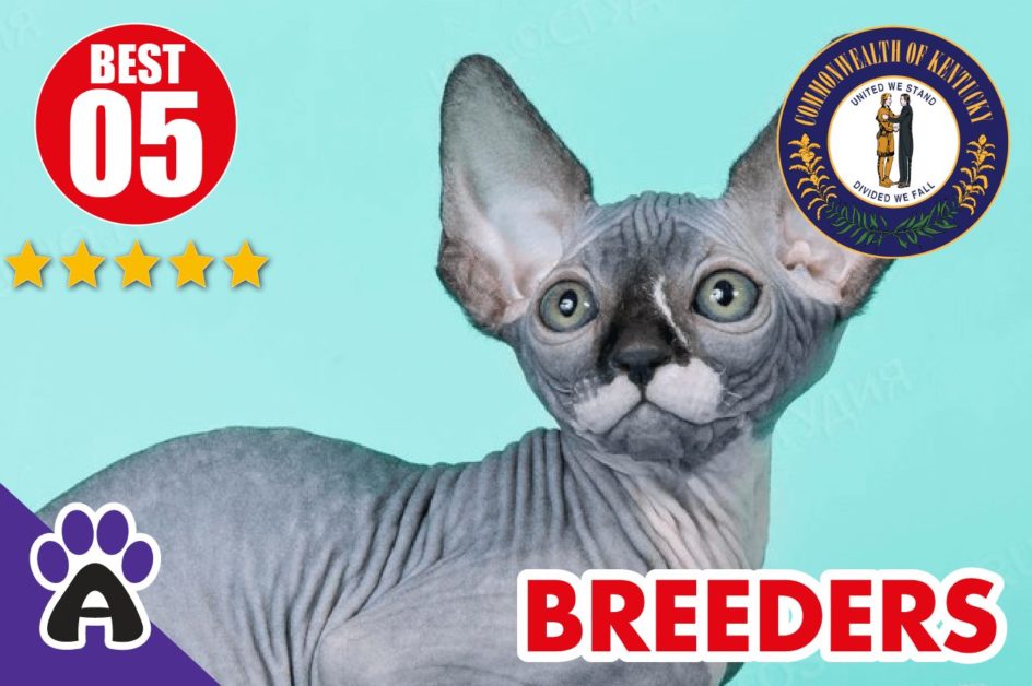 Best 5 Reviewed Sphynx Breeders In Kentucky 2021 | Sphynx Kittens For Sale in KY
