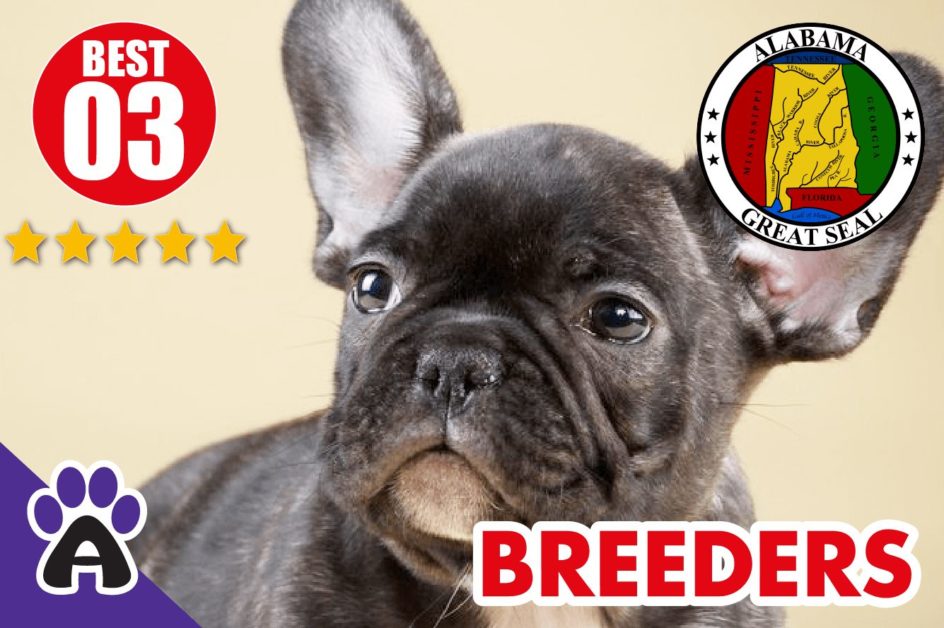 Best 3 Reviewed French Bulldog Breeders In Alabama 2021 | French Bulldog Puppies For Sale in New AL