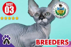 Best 3 Reviewed Sphynx Breeders In Pennsylvania 2021 | Sphynx Kittens For Sale in PA