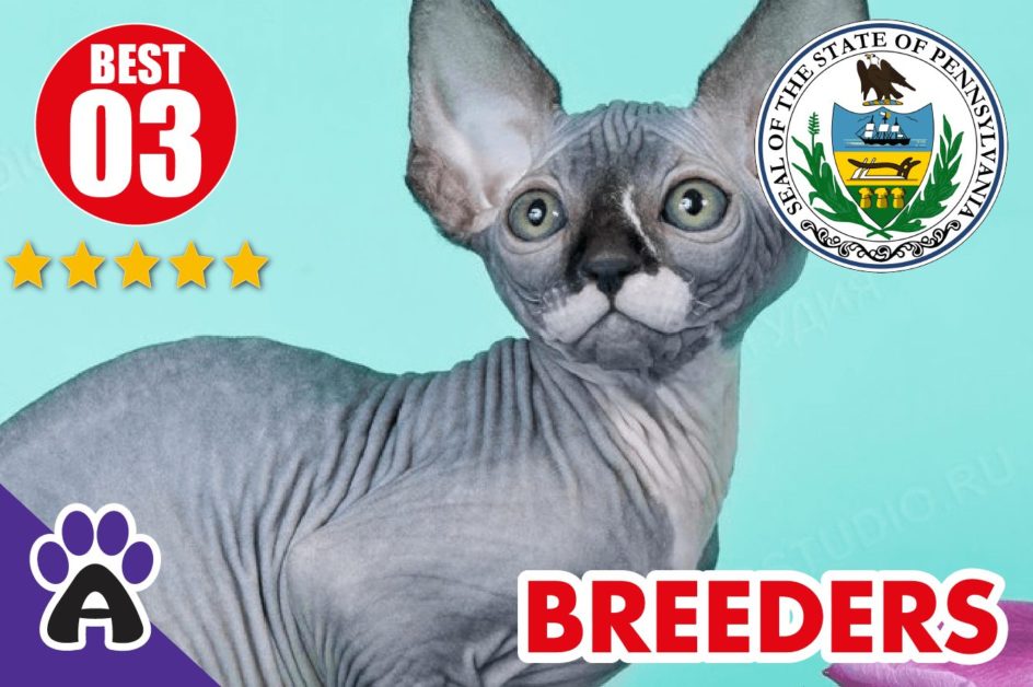 Best 3 Reviewed Sphynx Breeders In Pennsylvania 2021 | Sphynx Kittens For Sale in PA