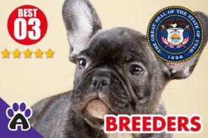 Best 3 Reviewed French Bulldog Breeders In Utah 2021 | French Bulldog Puppies For Sale in New UT