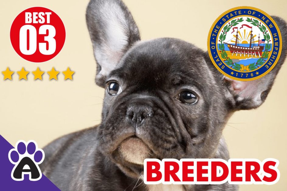 Best 3 Reviewed French Bulldog Breeders In New Hampshire 2021 | French Bulldog Puppies For Sale in New NH