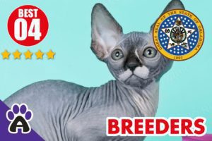 Best 4 Reviewed Sphynx Breeders In Oklahoma 2021 | Sphynx Kittens For Sale in OK