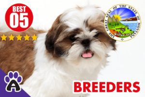 5 Best Reviewed Shih Tzu Breeders In Montana 2021 | Shih Tzu Puppies For Sale in MT