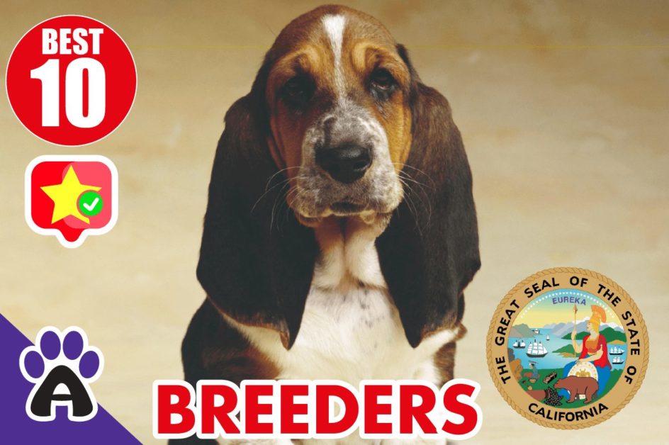 Best 10 Reviewed Basset Hound Breeders In California 2021 | Basset Hound Puppies For Sale in CA