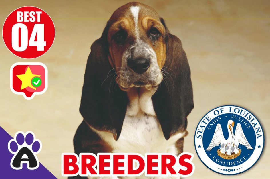 Best 4 Reviewed Basset Hound Breeders In Louisiana 2021 | Basset Hound Puppies For Sale in LA