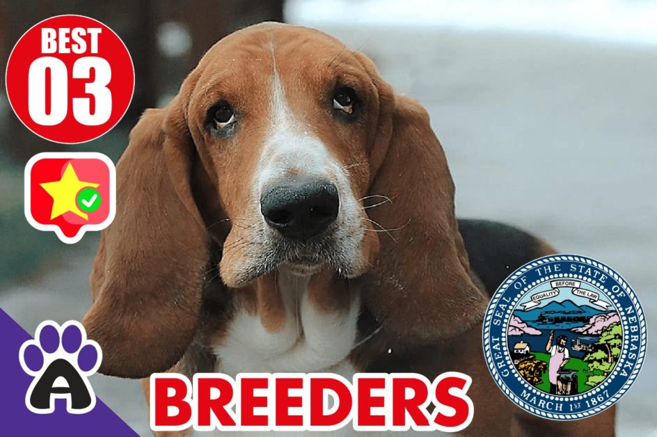 Best 3 Reviewed Basset Hound Breeders In Nebraska 2021 | Basset Hound Puppies For Sale in NE