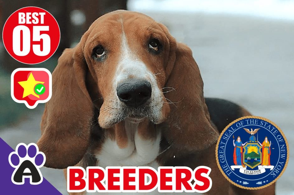 Best 5 Reviewed Basset Hound Breeders In New York 2021 | Basset Hound Puppies For Sale in NY