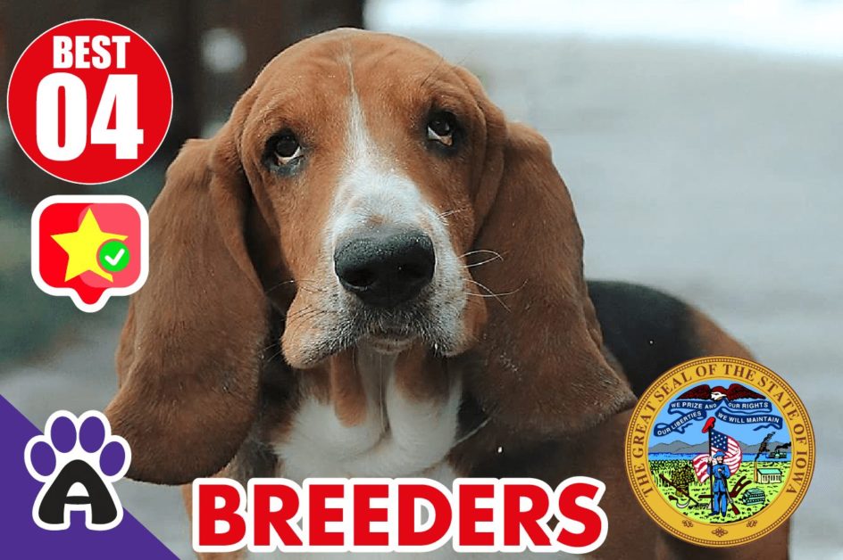 Best 4 Reviewed Basset Hound Breeders In Iowa 2021 | Basset Hound Puppies For Sale in IA