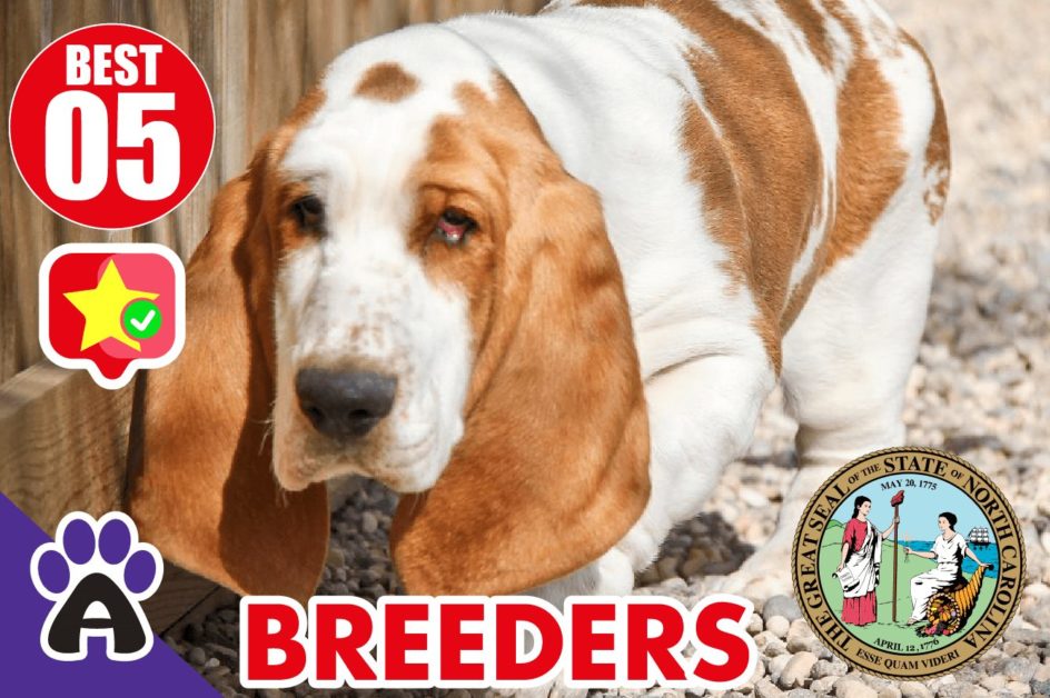 Best 5 Reviewed Basset Hound Breeders In North Carolina 2021 | Basset Hound Puppies For Sale in NC