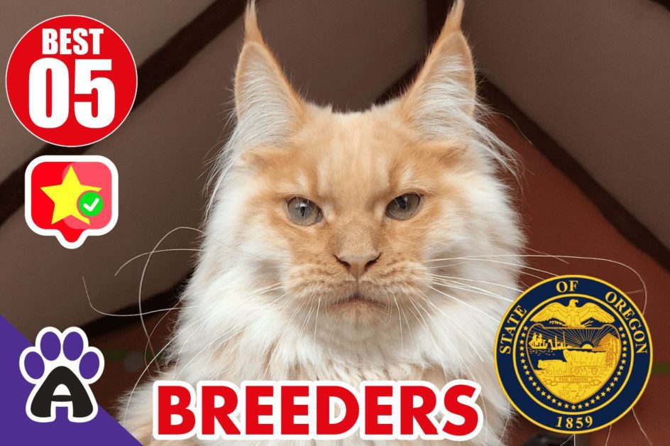 Best 5 Reviewed Maine Coon Breeders In Oregon 2021|Maine Coon Kittens For Sale in OR
