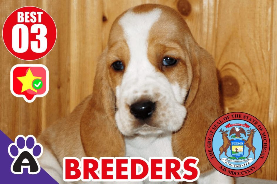 Best 3 Reviewed Basset Hound Breeders In Michigan 2021 | Basset Hound Puppies For Sale in MI