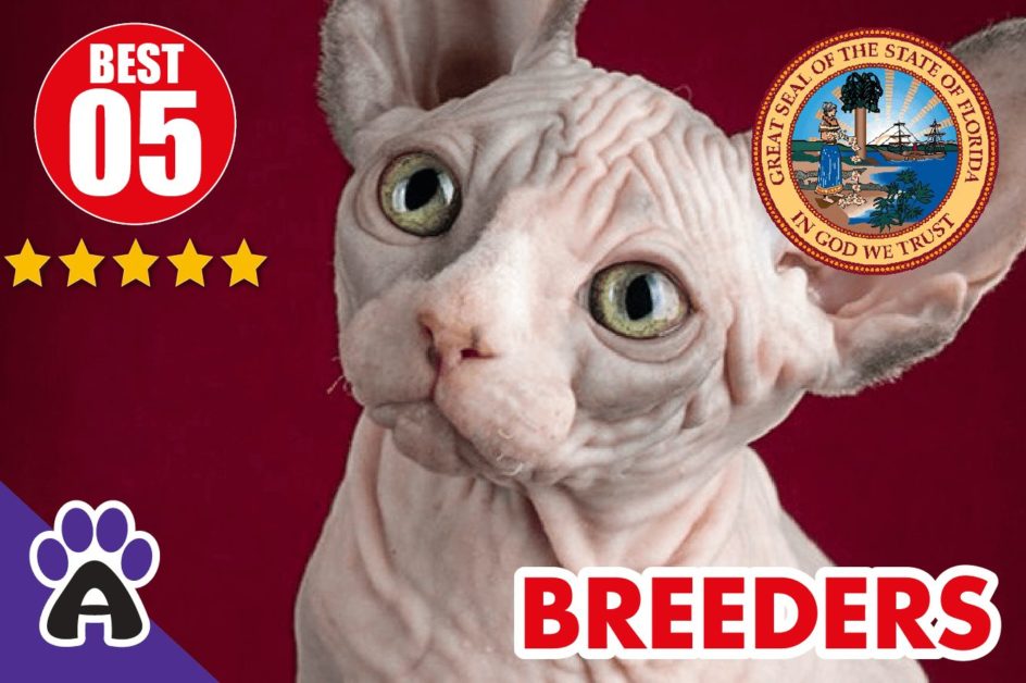 Best 5 Reviewed Sphynx Breeders In Florida 2021 | Sphynx Kittens For Sale in FL