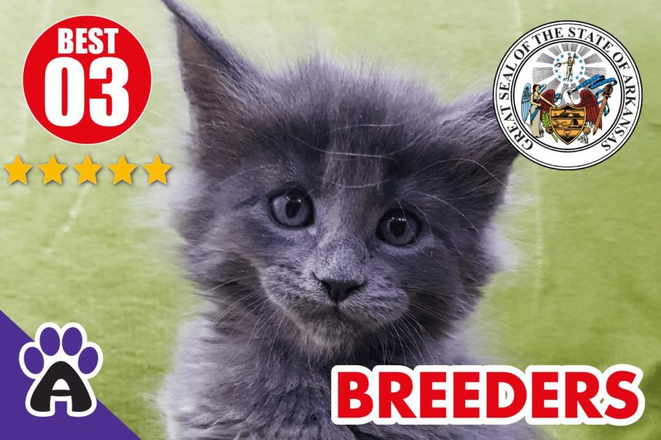Best 3 Reviewed Maine Coon Breeders In Arkansas 2021 | Maine Coon Kittens For Sale in AR