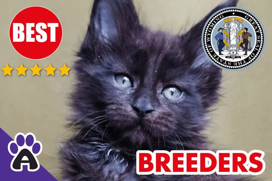 Best Reviewed Maine Coon Breeders In Wyoming 2021 | Maine Coon Kittens For Sale in WY