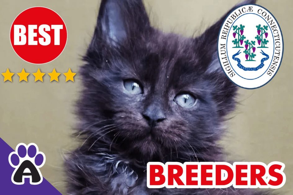 Best Reviewed Maine Coon Breeders In Connecticut 2021 | Maine Coon Kittens For Sale in CT