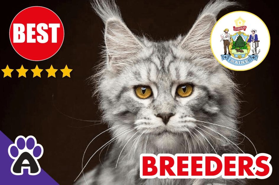 Best 4 Reviewed Maine Coon Breeders In Maine 2021 | Maine Coon Kittens For Sale in ME
