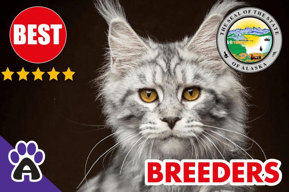 Best Reviewed Maine Coon Breeders In Alaska 2021 | Maine Coon Kittens For Sale in AK