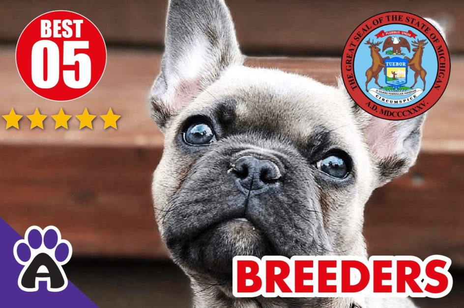 Best 5 Reviewed French Bulldog Breeders In Colorado 2021 | French Bulldog Puppies For Sale in CO