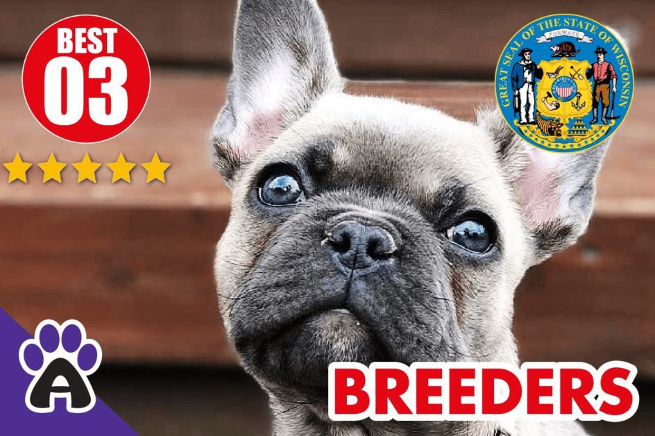 Best 3 Reviewed French Bulldog Breeders In Wisconsin 2021 | French Bulldog Puppies For Sale in WI
