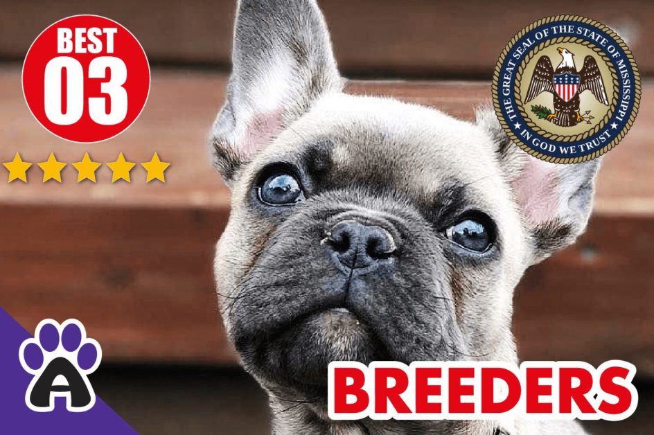 Best 3 Reviewed French Bulldog Breeders In Mississippi 2021 | French Bulldog Puppies For Sale in MS