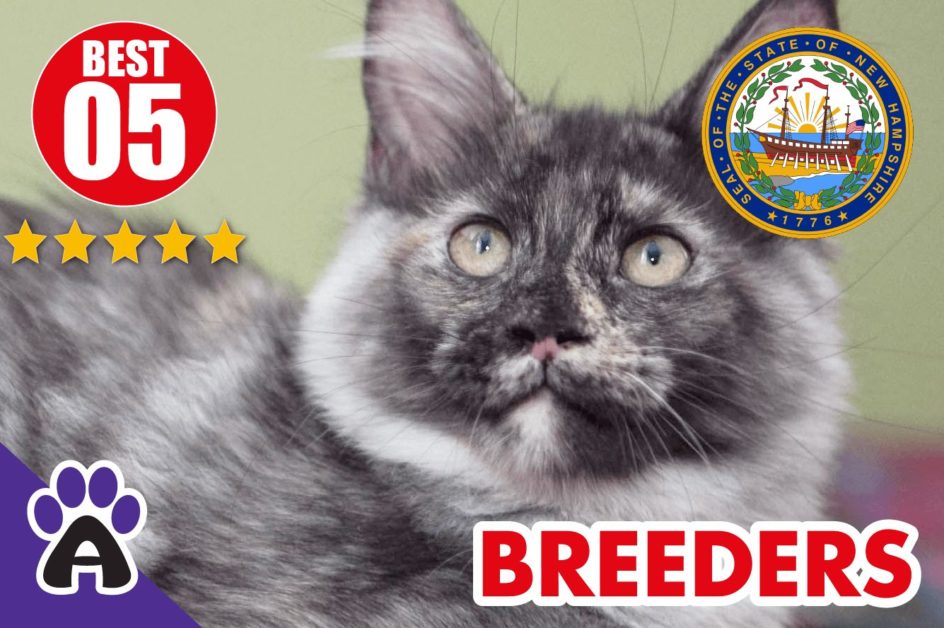 Best 5 Reviewed Maine Coon Breeders In New Hampshire 2021 | Maine Coon Kittens For Sale in NH