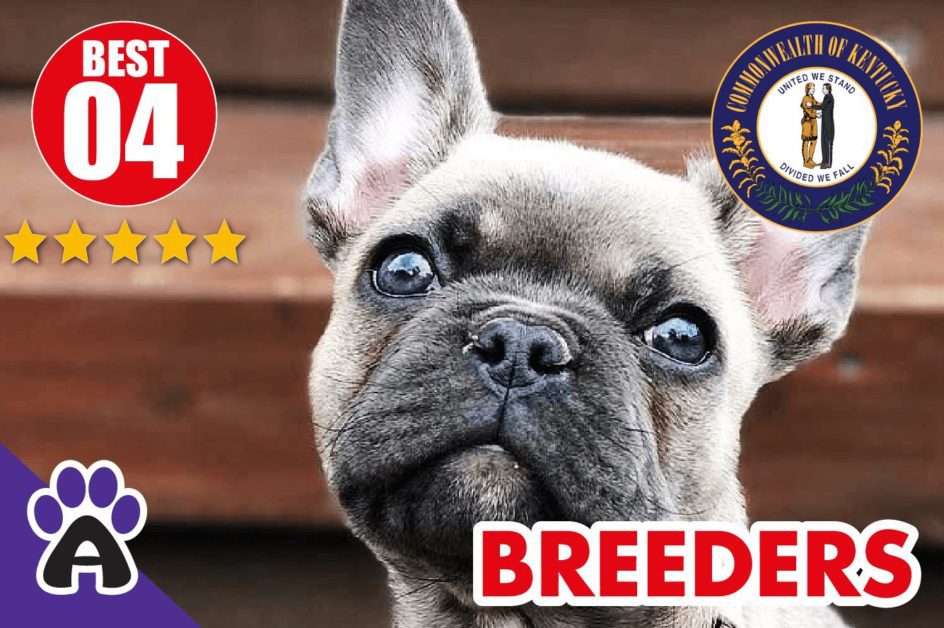 Best 4 Reviewed French Bulldog Breeders In Kentucky 2021 | French Bulldog Puppies For Sale in KY