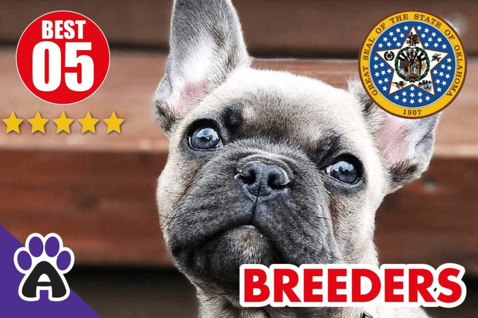 Best 5 Reviewed French Bulldog Breeders In Oklahoma 2021 | French Bulldog Puppies For Sale in OK
