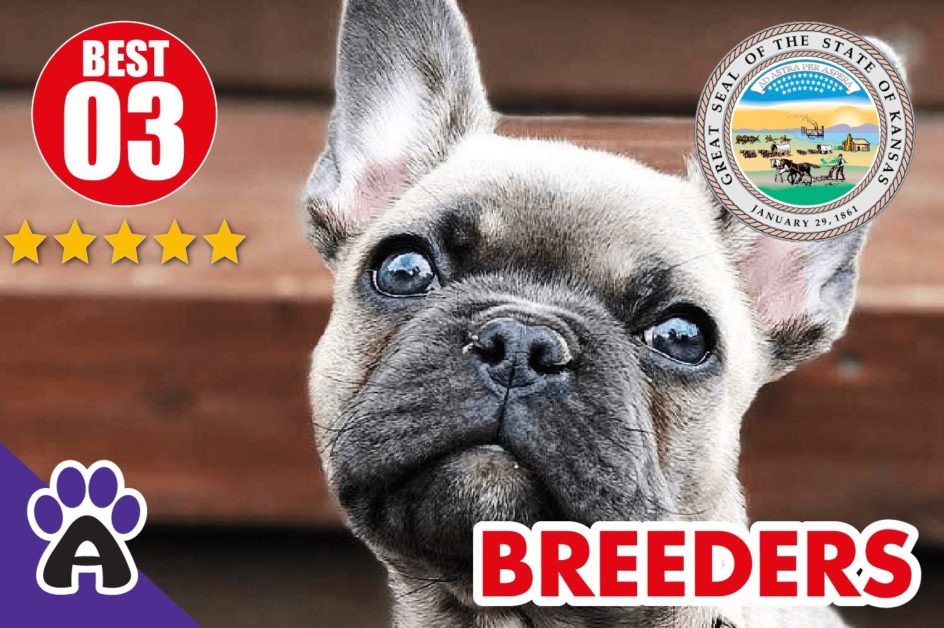 Best 3 Reviewed French Bulldog Breeders In Kansas 2021 | French Bulldog Puppies For Sale in KS