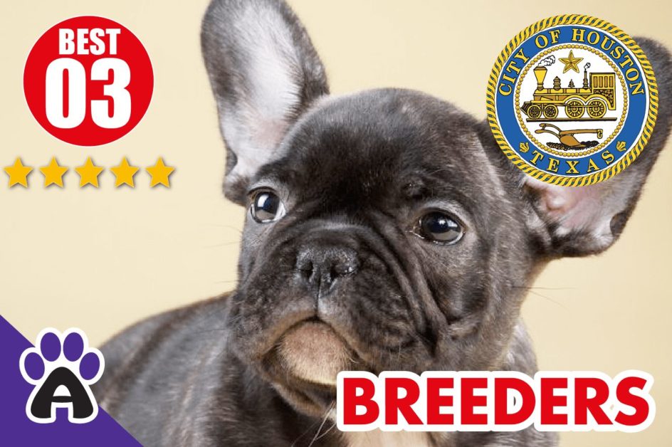 Best 3 Reviewed French Bulldog Breeders In Houston (TX) 2021 | French Bulldog Puppies For Sale in Houston