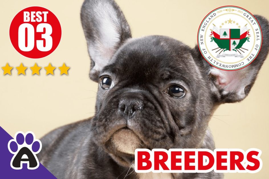 Best 3 Reviewed French Bulldog Breeders In New England 2021 | French Bulldog Puppies For Sale in New England (NE)