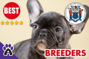 Best 3 Reviewed French Bulldog Breeders In New Jersey 2021 | French Bulldog Puppies For Sale in New NJ