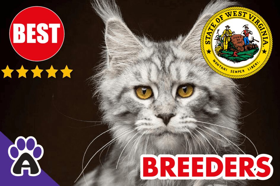 Best Reviewed Maine Coon Breeders In West Virginia 2021 | Maine Coon Kittens For Sale in WV
