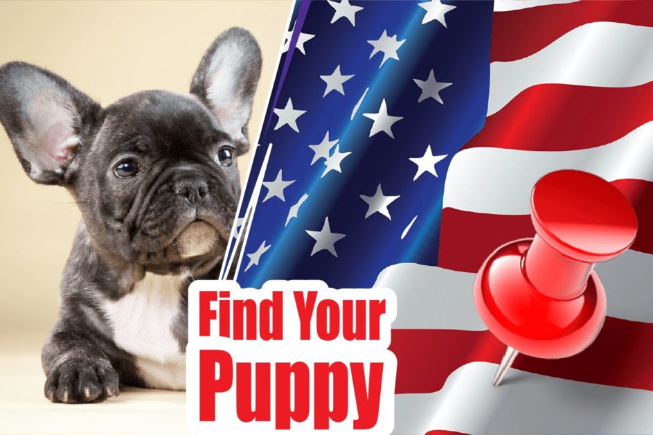 French Bulldog Puppies Near Me 2021 | French Bulldog Puppies For Sale