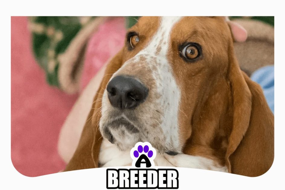 Top 4 Best Reviewed Basset Hound Breeders In Virginia 2022