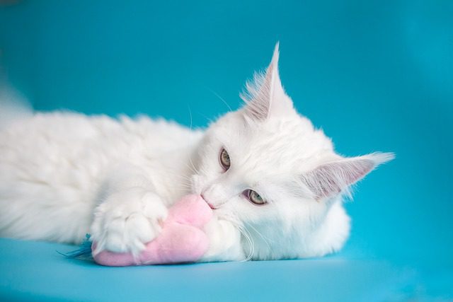 white Maine Coon