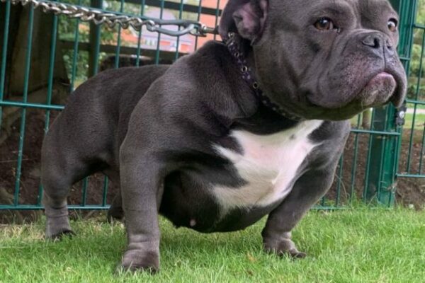 exotic Bully