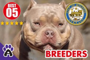 5 Best Reviewed American Bully Breeders In Houston-2024 | American Bully Puppies For Sale in Houston TX