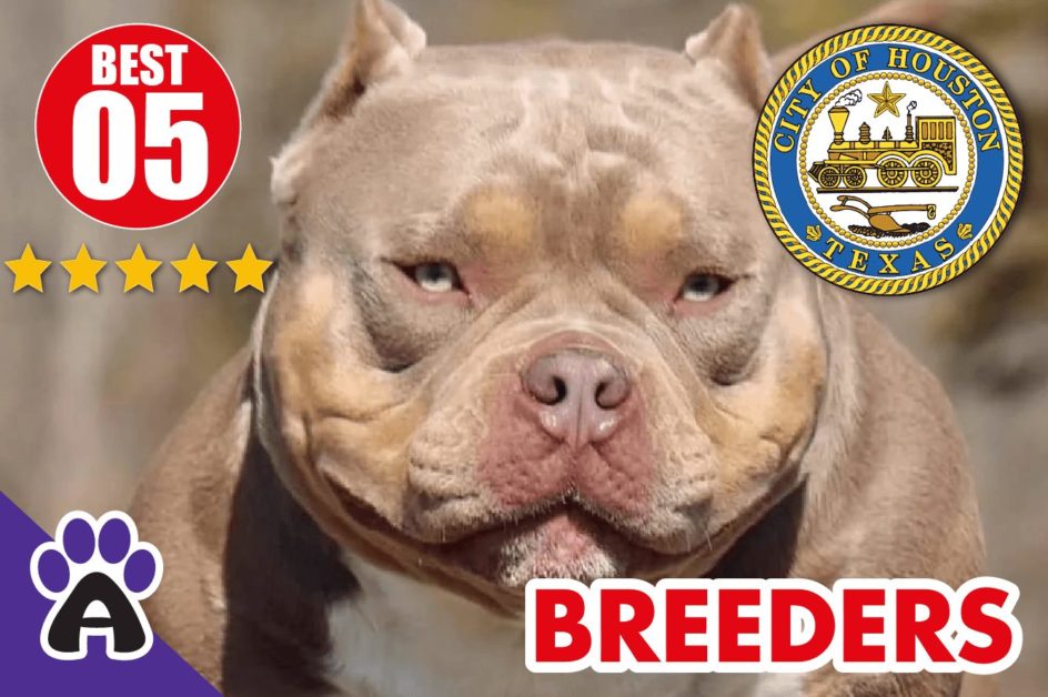 5 Best Reviewed American Bully Breeders In Houston 2022 | American Bully Puppies For Sale in Houston TX