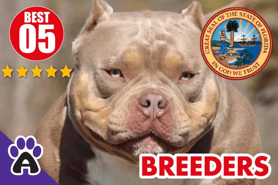5 Best Reviewed American Bully Breeders In Florida 2022 | American Bully Puppies For Sale in FL